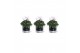 Cyclamen pers. midi super serie allure Collectie "Bubbles & wine" Cycl 