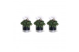 Cyclamen pers. midi super serie allure Collectie "Bubbles & wine" Cycl