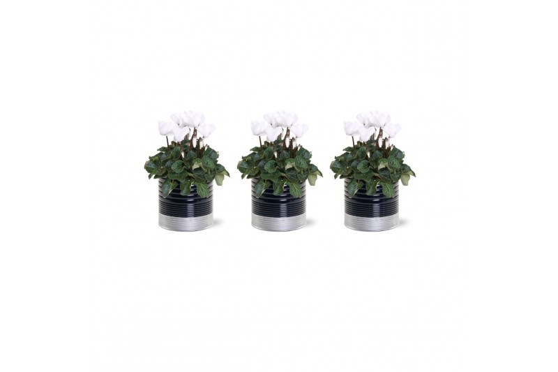 Cyclamen pers. midi super serie allure Collectie "Bubbles & wine" Cycl 