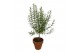 Rosmarinus officinalis in terracotta pot op stam 