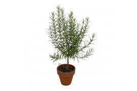 Rosmarinus officinalis in terracotta pot op stam