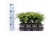 Taxus baccata repandens 