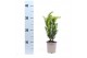 Taxus x media hillii 