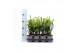 Taxus x media hillii 