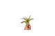 Tillandsia multiflora bonsai 101945 baby 