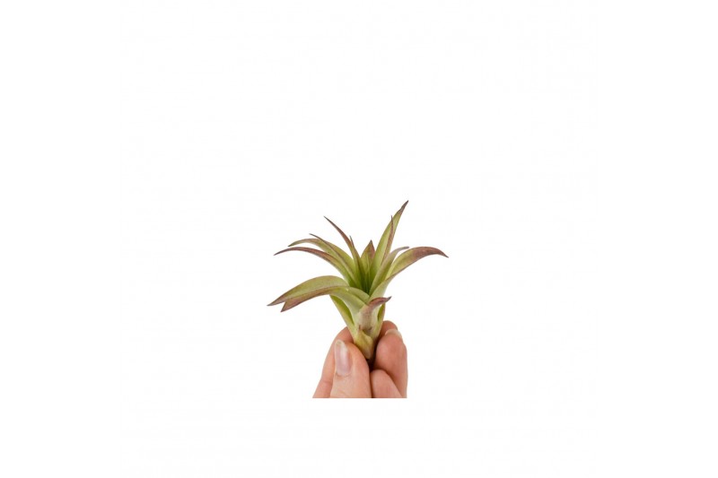 Tillandsia multiflora bonsai 101945 baby 
