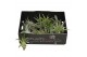 Tillandsia multiflora bonsai 101945 baby 