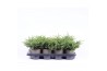Juniperus communis repanda