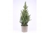 Picea glauca conica