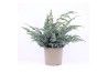 Juniperus squamata meyeri