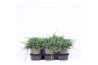 Juniperus horizontalis wiltonii