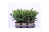 Taxus baccata repandens