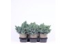 Juniperus squamata blue star