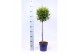 Thuja occidentalis brabant op stam 