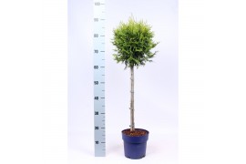 Thuja occidentalis brabant op stam