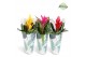 Bromelia mix Jungle krafthoes - Cupcake mix 