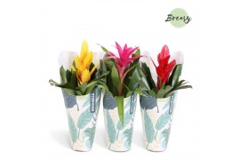 Bromelia mix Jungle krafthoes - Cupcake mix
