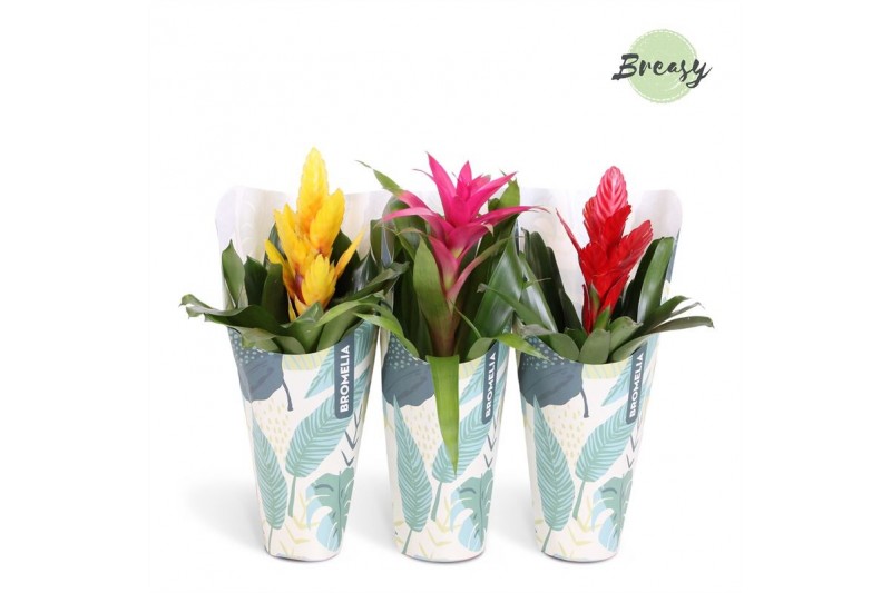 Bromelia mix Jungle krafthoes - Cupcake mix Bromelia mix Jungle krafthoes - Cupcake mix