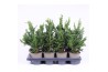Chamaecyparis obtusa drath