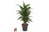 Dracaena fragr. der. ulises vertakt