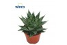 Aloe norra