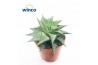 Haworthia limifolia twist