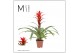 Guzmania Suerte Red 