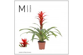 Guzmania Suerte Red