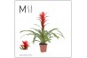 Guzmania Suerte Red