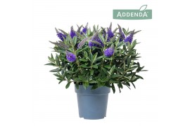 Hebe Addenda® Donna® Blue