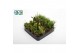 Rhipsalis Rhipsalis mix 