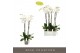 Phalaenopsis wit Fortuno Alto - 4 tak, 24+ bloem 