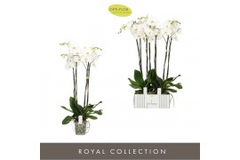 Phalaenopsis wit Fortuno Alto - 4 tak, 24+ bloem