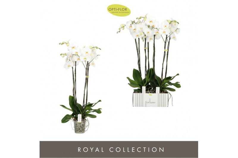 Phalaenopsis wit Fortuno Alto - 4 tak, 24+ bloem 