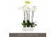 Phalaenopsis wit Fortuno Alto - 4 tak, 24+ bloem 