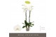 Phalaenopsis wit Fortuno Alto - 4 tak, 24+ bloem 