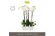 Phalaenopsis wit Fortuno Alto - 4 tak, 24+ bloem - Abruzzo Black Aquo 