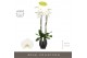 Phalaenopsis wit Fortuno Alto - 4 tak, 24+ bloem - Abruzzo Black Aquo 