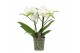 Phalaenopsis wit Shorty - 2 tak 