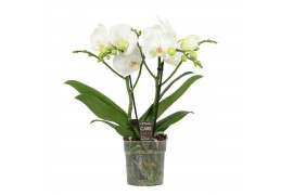 Phalaenopsis wit Shorty - 2 tak