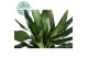 Dracaena frag. der. janet lind 45-15-10 
