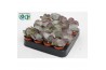 Succulenten Cotyledon Undulata,