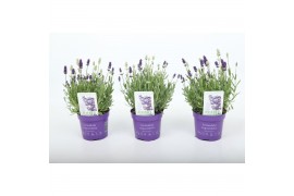 Lavandula angustifolia ardèche blue Lavandula angustifolia Edelweiss