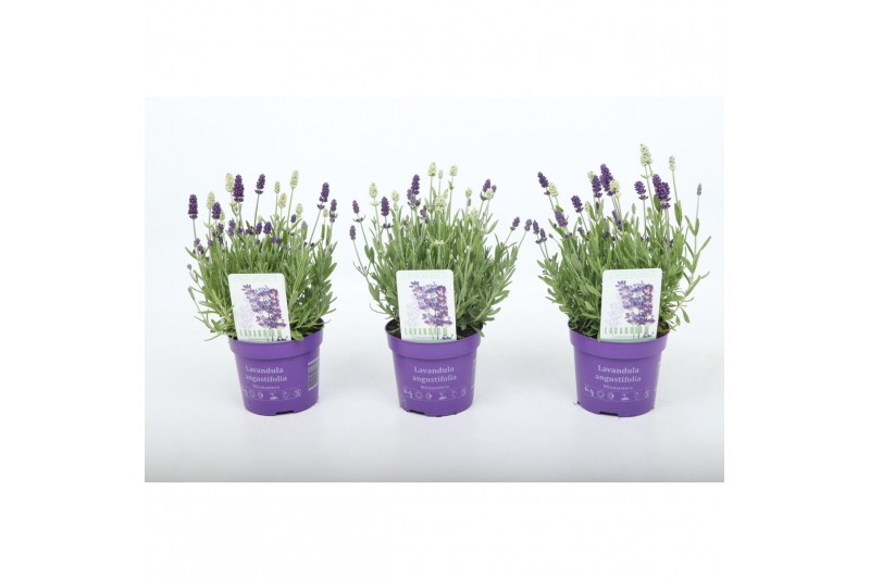 Lavandula angustifolia ardèche blue Lavandula angustifolia Edelweiss 