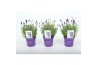 Lavandula angustifolia ardèche blue Lavandula angustifolia Edelweiss