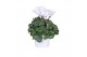 Cyclamen pers. midi super serie allure Cyclamen Super Serie Allure in  