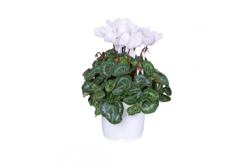Cyclamen pers. midi super serie allure Cyclamen Super Serie Allure in  