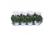 Cyclamen pers. midi super serie allure Cyclamen Super Serie Allure in  