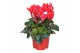 Cyclamen pers. midi super serie allure Cyclamen Super Serie Allure in  