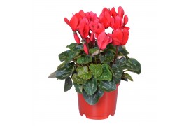 Cyclamen pers. midi super serie allure Cyclamen Super Serie Allure in 